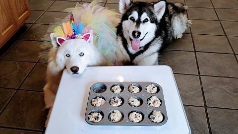 Malamute & Husky Help Cook Dog Friendly Blueberry Muffins...