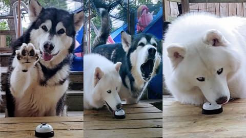 Husky VS Malamute Ringing The Bell | Who Schools Who?