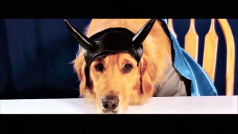 Golden Retriever Dog Turns Into Batman!  (Animation)