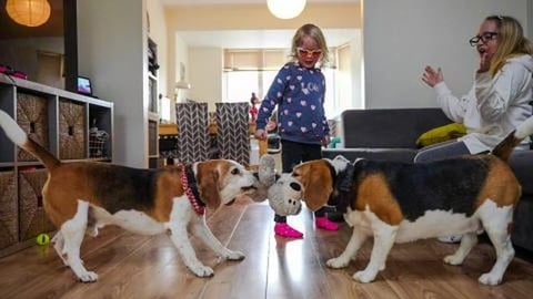 Smart Beagle Dogs Playing with Family Hide and Seek Toy