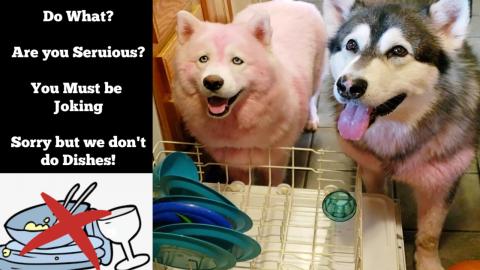My Dogs | Argue Over Doing Dishes