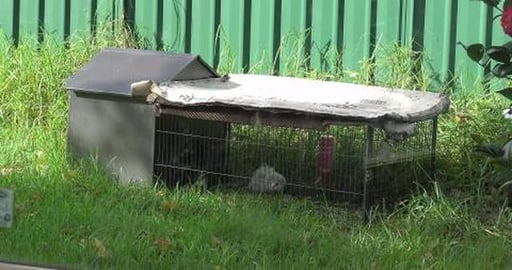When the sun is out Guinea Pigs sent too work