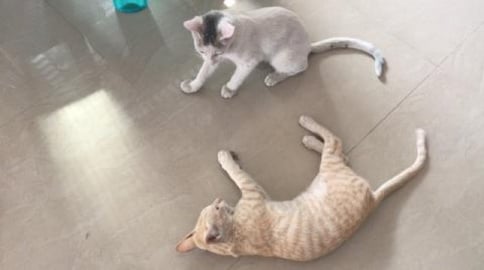 Gify & Tedy lovely play 