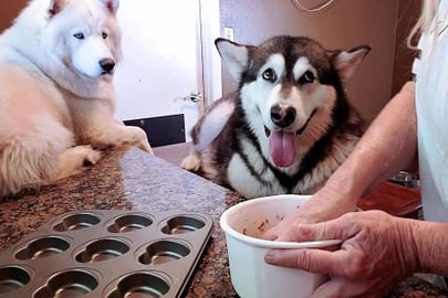 Baking Cookies With My Dogs