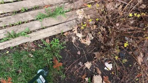 Funny: Golden Retriever Puppy helps me pull the weeds 
