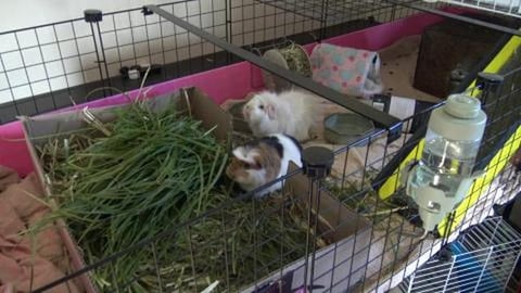 Guinea pigs seem happy even if it's cold