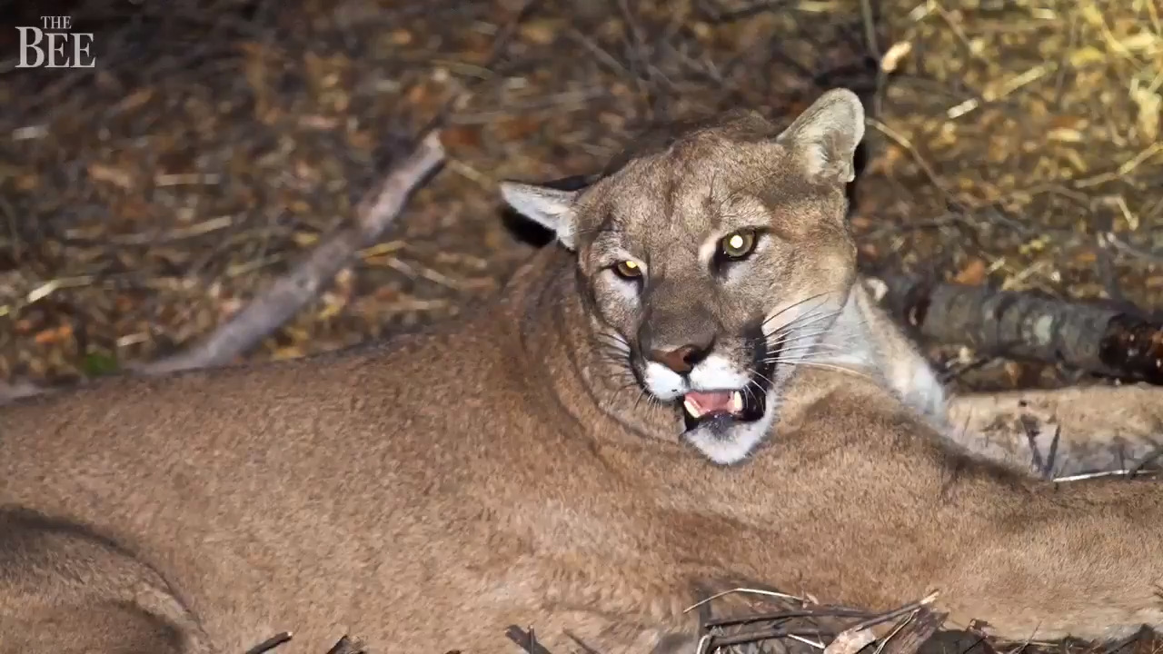 California Fish and Game Commission Grants Mountain Lions