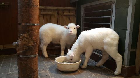 Top 5 Most Bizarre Cafes in Seoul Korea