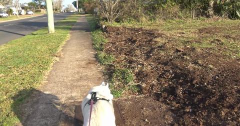 Husky just wants to keep walking and walking