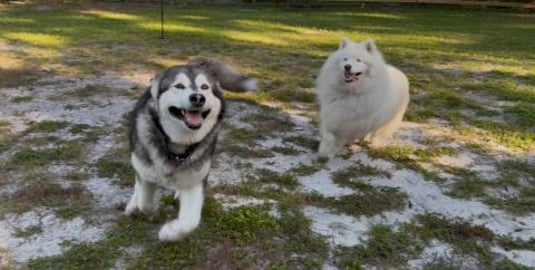Husky Vs Golden Retriever! My Husky Is Too Protective!
