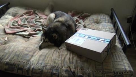 Malamute & Husky get Christmas presents from Auntie