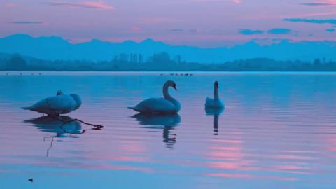 Meditation Music,Relaxing music,stress relief music for d...