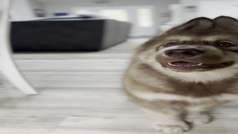 Alaskan Malamute Puppy Training