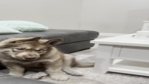 Malamute Puppy Yells at Mom and dad