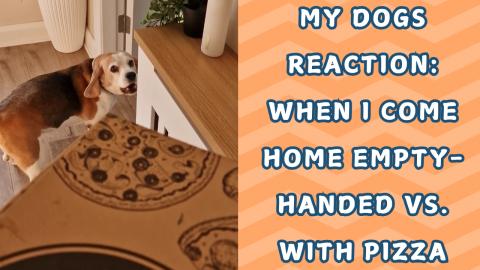 MyDogs Reaction: When I Come Home Empty-Handed vs. With P...