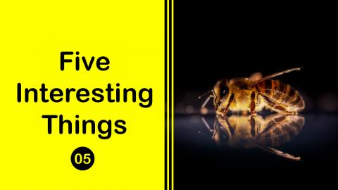 Giants Bees From Himalaya Makes Rare Hallucinogenic Honey...