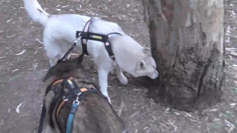 Husky, Malamute and I'm the breakman