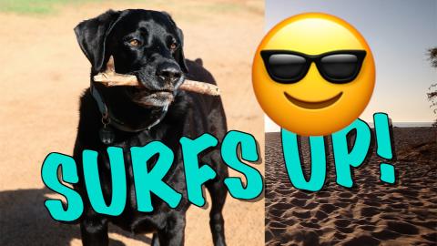 Percy the Labrador at the Beach in November