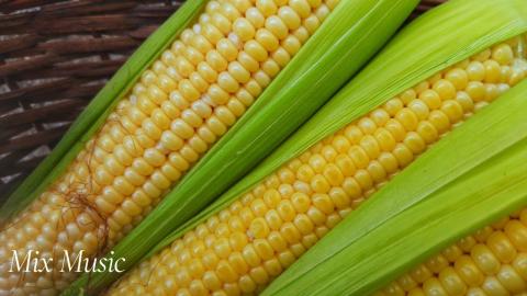Golden Fields: The Charm of Corn | Relax & Uplift with Mi...