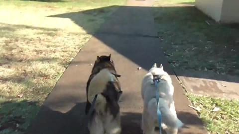 Lots of ducks say come over to say hi to a Husky & Malamu...