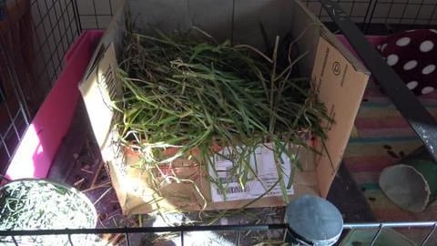 Amaya is missing and Bela is calling for her