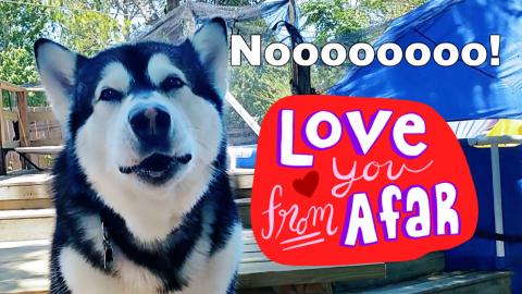 How I Keep My Malamute & Husky Together During Her Heat C...