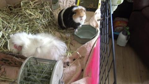 Clean Guinea Pig cage gets Husky approval