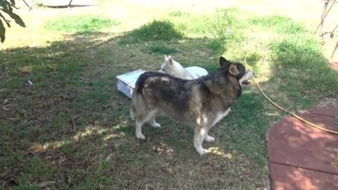 Husky girl claims package from Auntie Lorna in the UK