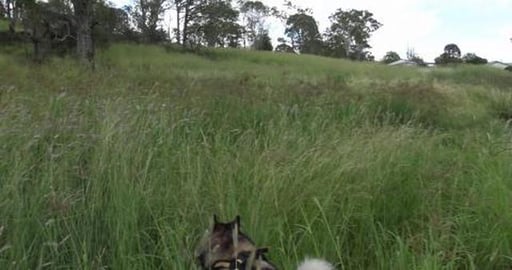 Badly maintained hiking trail, dogs have to leap through ...