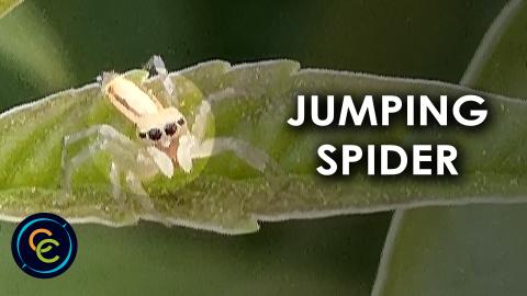 Tiny Jolly Telamonia jumping spider on a plant 