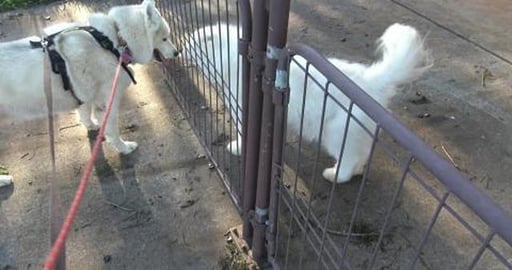 Puppy Malamute boy getting lots of Husky kisses
