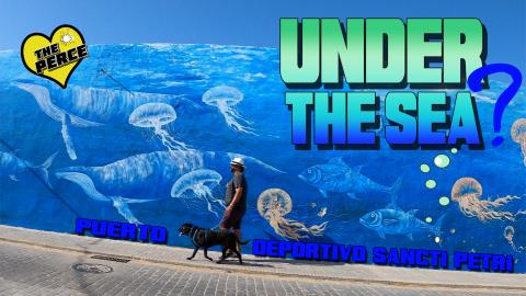 Percy the Labrador Visits the Marina in Chiclana de la Fr...