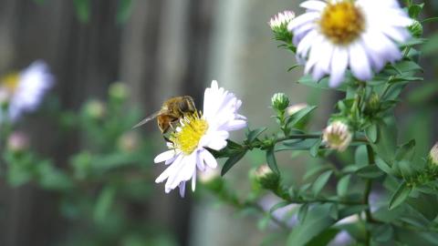 Ambient meditation music  Wildlife and nature video compi...