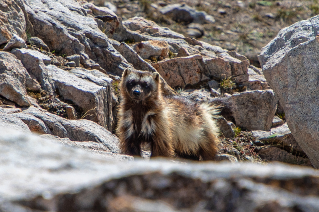 many-sensitive-animal-species-call-idaho-s-sawtooth-national-recreation