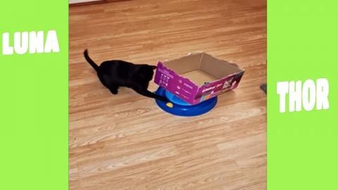 I can play all day long