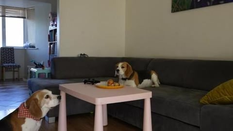 Which Beagle Dog Stole Hot Dog from the Table?