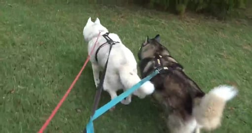 Windy, wet hare day and they wern't in the mood to run