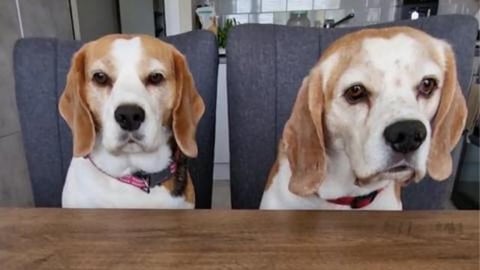 When Beagles Can't Agree: The Hilarious Story of Two Dogs...