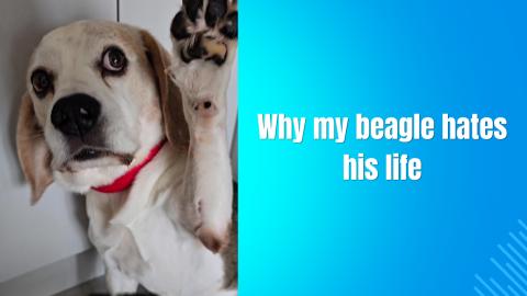 Why my beagle hates his life - Funny dog video