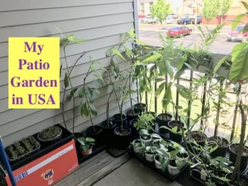 My Patio Gardening in USA