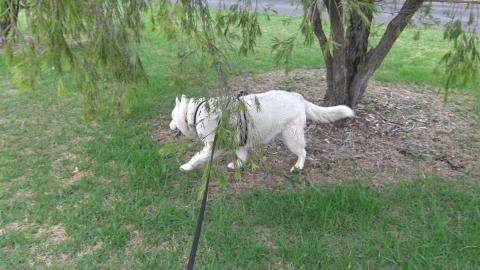 Husky visits local park & Baptist Church
