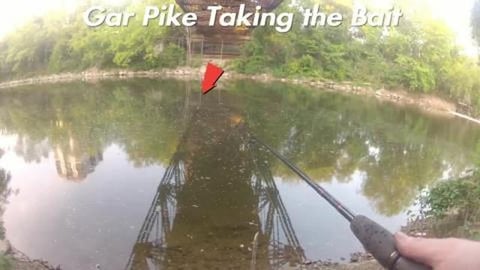 Rare Longnose Gar (Gar Pike) Catch and Fails Leading to t...
