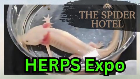My FIRST time at the HERPS Expo! What did  I come home wi...