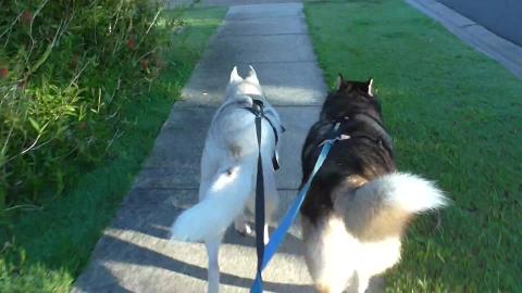 Huskies join their dad for a run