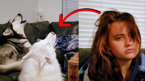 Malamute & Husky Try To Wake Beautiful Girl Up