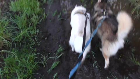Malamute & Husky having as much fun as a pig in mud