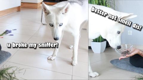 Husky Reacts to Different Smells! She wants to taste it i...