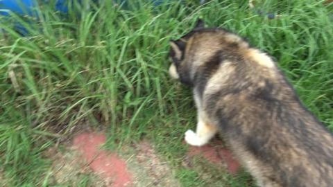 Very hot husky cooling her tootsies in pool