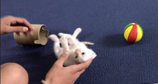 MY TIMMY CAT  DAILY  PLAY WITH US AN HOUR || PETS LIKE TO...