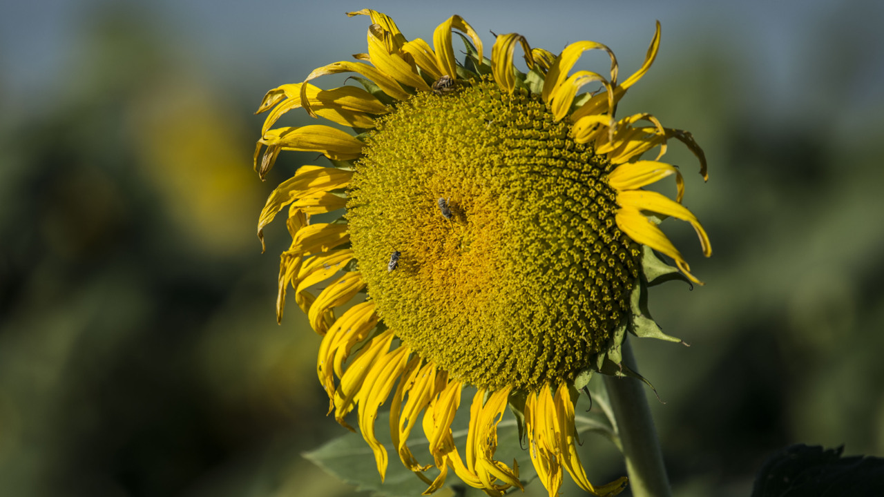 Watch drone flyover of sunflower fields in Yolo County Sacramento Bee